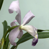 cattleya maxima coerulea Gigi X self-5